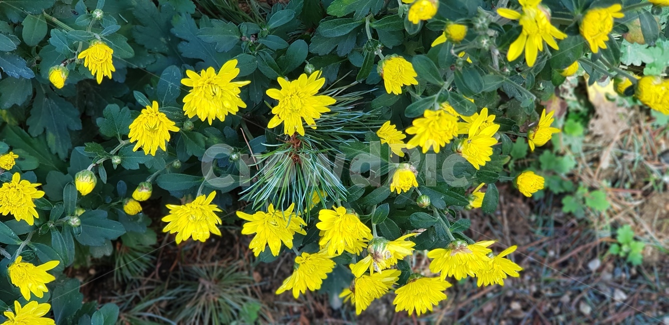 꽃,국화,노란국화,가을,식물,화단,정원,초록,잎,파종기,pottedplant,herbs,vase