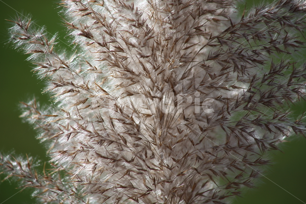 식물,풀,잡초,갈대,commonreed,가을,계절,fall,autumn,season,식물,자연,plants,nature,grass,잔디,plant,lawn