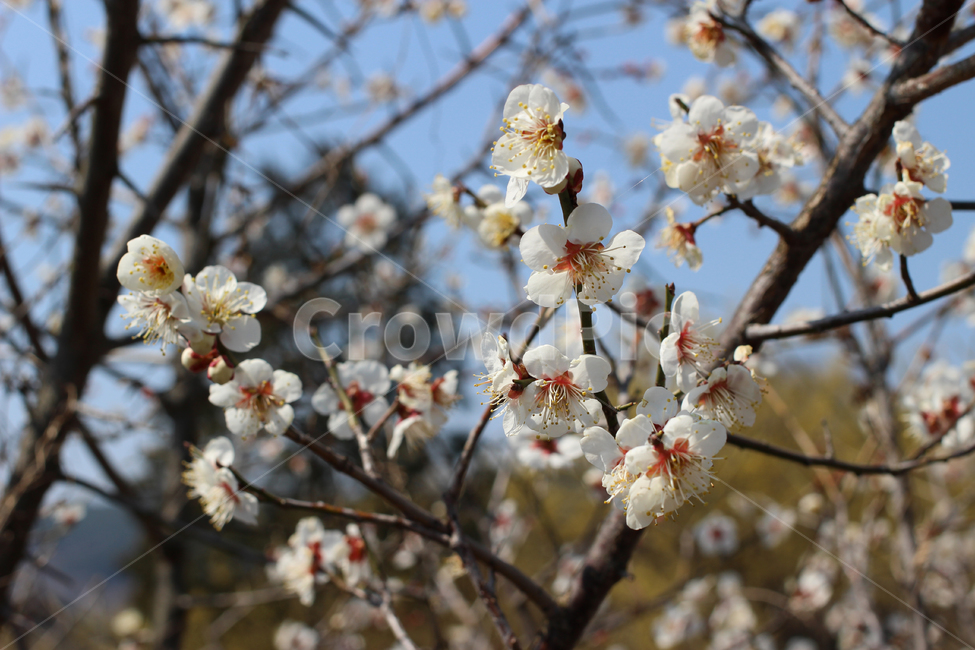 봄꽃,벚꽃,구례,구례면산수유꽃길로,구례벚꽃,식물,자연,plants,nature,꽃,flower