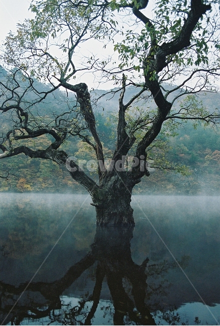 호수,식물,가을,물안개,아침,반영,필름,lake,plants,landscape,자연,풍경,nature,landscape,식물,plants,나무,trees,wood,plant,tree,tree trunk,나무 줄기