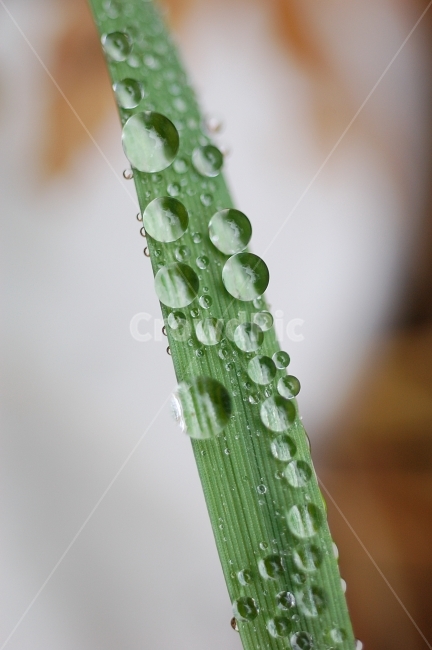 물방울,빗방울,이슬,자연,접사,풀잎,풀잎이슬,방울,구슬,초록,식물,자연,plants,nature