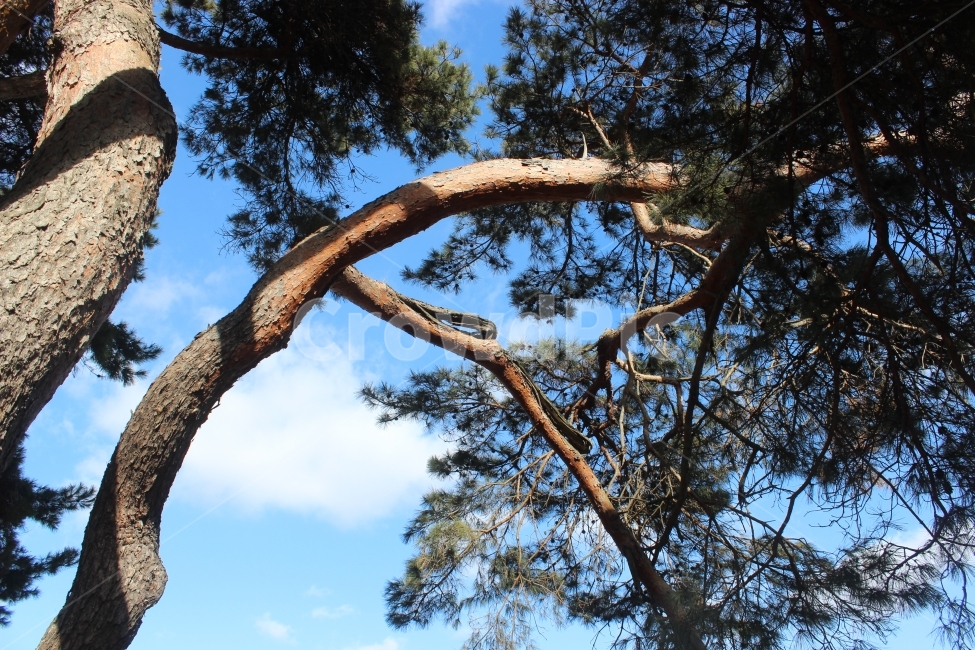 소나무,겨울,시골,뒷동산,이교관,식물,자연,plants,nature,나무,trees,wood