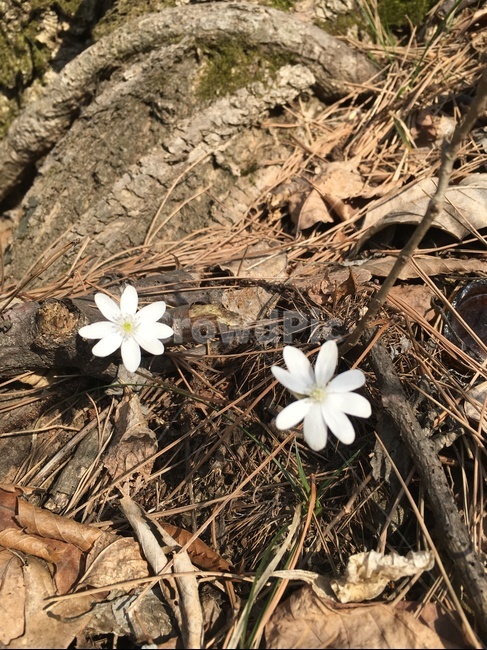 plant,식물,ground,바닥,blossom,flower,꽃,식물,자연,plants,nature,꽃,flower