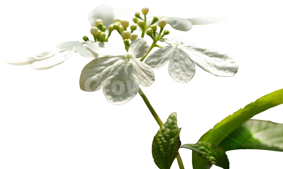 plant,식물,꽃,꽃잎,수국