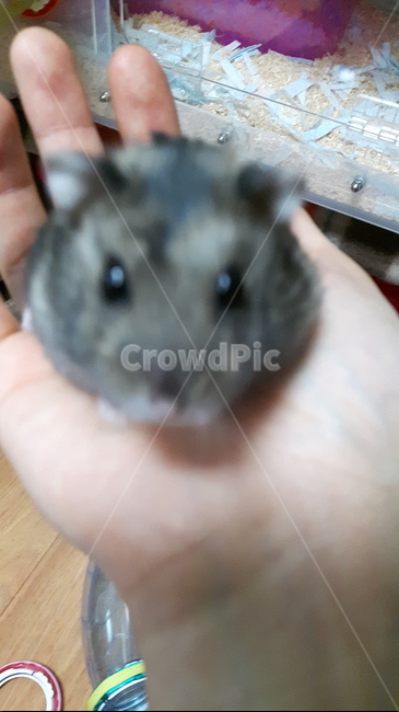 햄스터,정글리안,햄스터핸들링,햄스터얼굴,러시안화이트햄스터,동물,animal,포유류,mammal