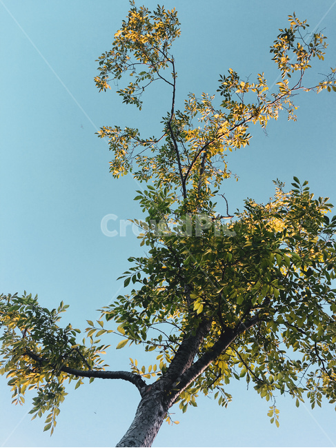 나무,빈티지,하늘,식물,plant,tree,식물,자연,plants,nature,나무,trees,wood