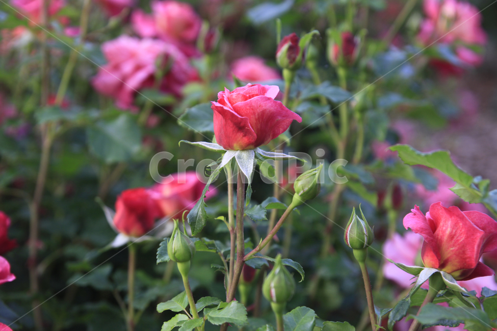 장미,장미꽃,장미배경,장미축제,장미공원,꽃,꽃배경,식물,자연,plants,nature,flower,rose,식물,자연,plants,nature,꽃,flower