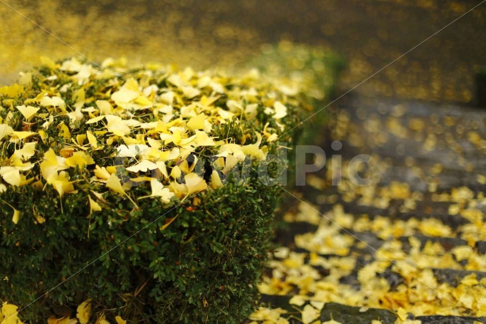 가을,은행잎,노랑노랑,노란색,감성,분위기,보케,fall,autumn,yellow,가을,계절,fall,autumn,season,식물,자연,plants,nature,plant