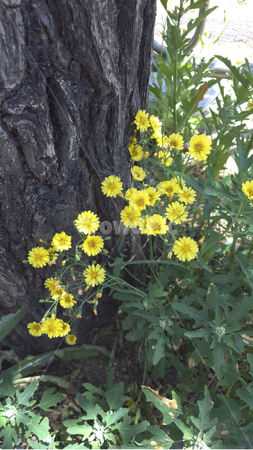 들꽃,노란꽃,풀,식물,나무,노란색,초록색,자연,꽃,flowers,yellow,green,weeds,wildflower,plants,tree,yellowflowers,nature