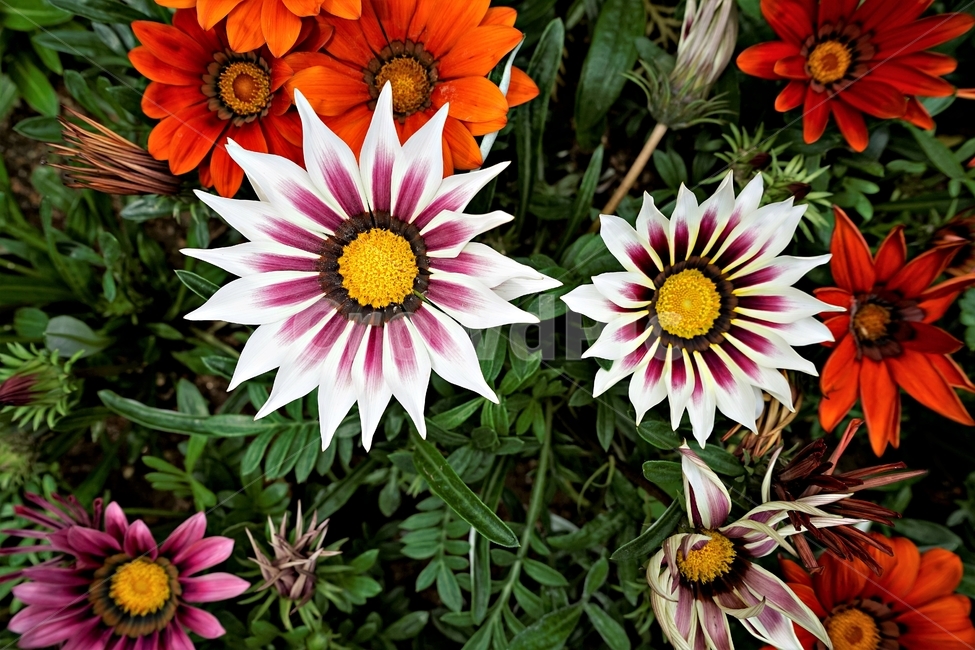 꽃,봄,자연,식물,flower,plant,floral,garden,가자니아,국화과,훈장국화,태양국,원예,gazania,남아프리카원산