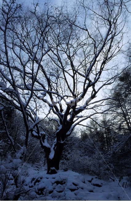 풍경,겨울,눈,나무,scenery,winter,snow,tree,겨울,계절,winter,season,자연,풍경,nature,landscape,plant,식물,tree trunk,나무 줄기
