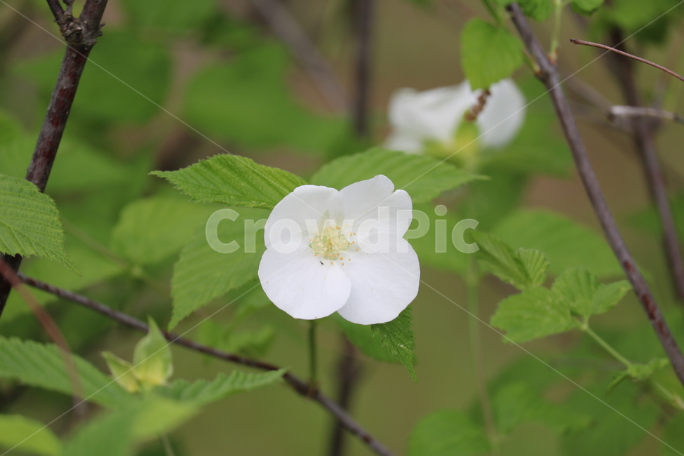 꽃,봄,여름,수목원,자연,봄,계절,spring,season,식물,자연,plants,nature,꽃,flower,geranium,제라늄,plant,blossom
