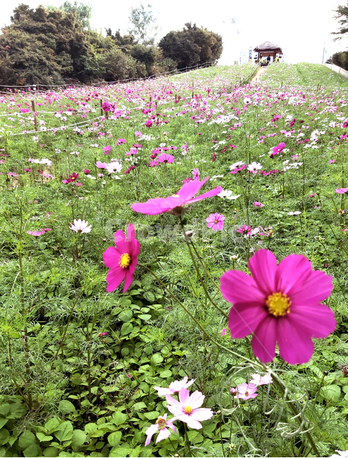 코스모스,들꽃,꽃,꽃밭,commoncosmos,flower,blossom
