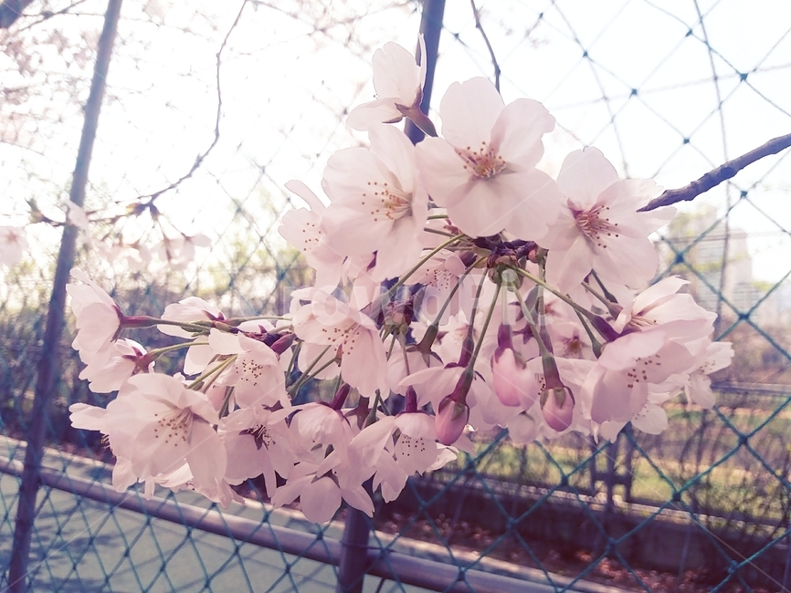 꽃,식물,벚꽃,flower,cherryblossom