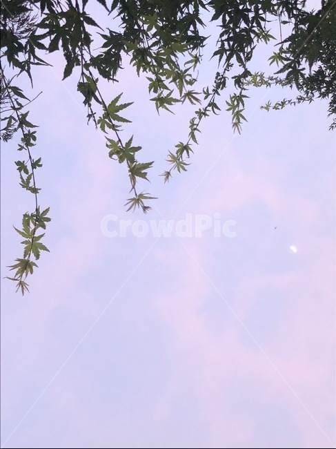 하늘,핑크,단풍,예쁜하늘,몽환적인,분위기,감성,백그라운드,텍스쳐,plant,식물,잎,leaf