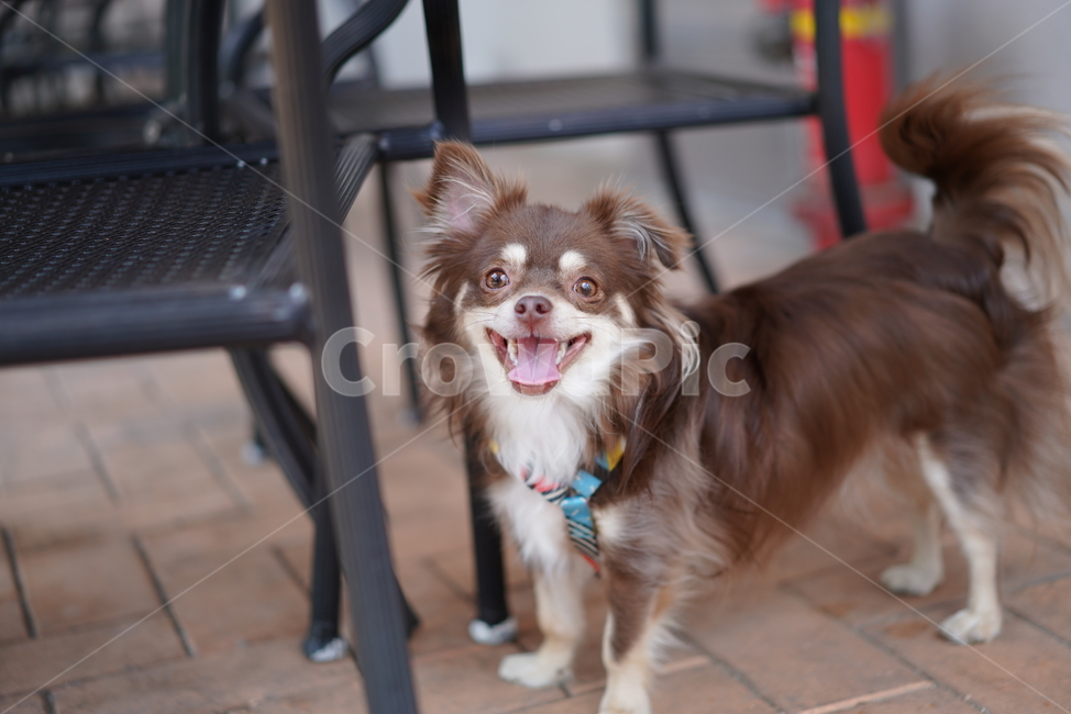 강아지,개,치와와,장모치와와,초코탄강아지,초코탄치와와,초코탄장모치와와,갈색강아지,갈색치와와,웃는개,웃는강아지