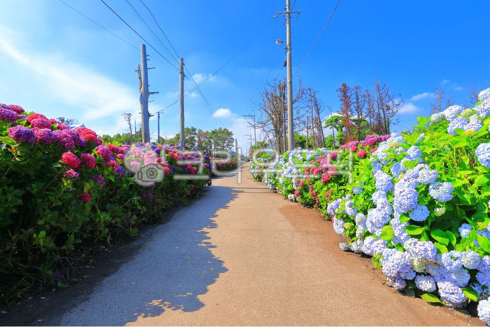제주안성리수국길,수국,꽃,마을,농촌,수국길,flower,자연,nature,outdoors,옥외,path,길,road,도로