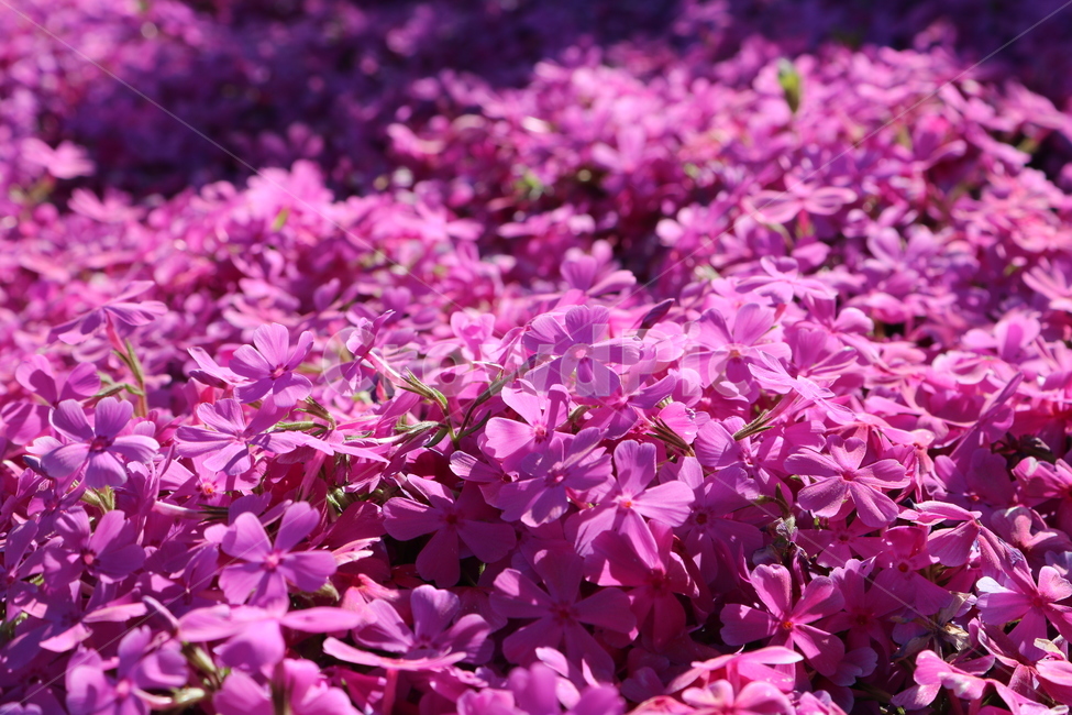 꽃,꽃잎,식물,자연,보라색,식물,자연,plants,nature,꽃,flower