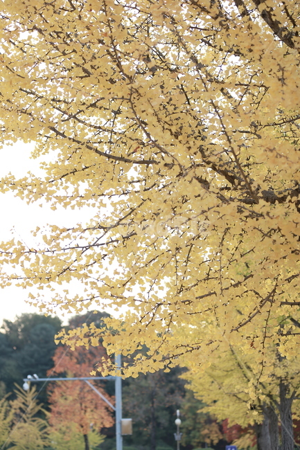 식물,나무,은행,단풍,가을,가을,계절,fall,autumn,season,식물,자연,plants,nature,나무,trees,wood,tree,plant