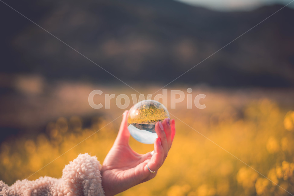유채,유채꽃,식물,유채밭,꽃,봄,계절,spring,season,사람,인물,인간,human,person,신체일부,몸,body,감성,sensible,feeling,색깔,색상,색채,색감,color sense,color sensitivity,feeling of color,sphere,구체