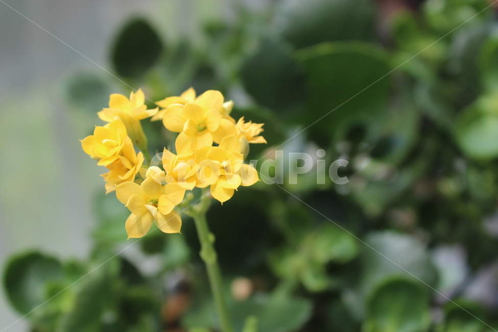 실내,봄,꽃,노랑,flower,아웃포커싱,식물,자연,plants,nature,꽃,flower