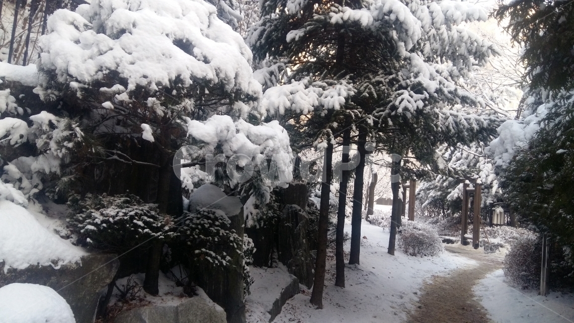 눈,겨울,눈쌓인,한적한,산책로,집앞,숲,나무,쌓인눈,겨울나무,겨울풍경,설경,겨울,계절,winter,season