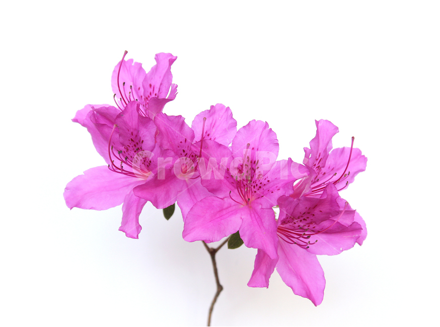 꽃,플라워,생화,철쭉,철쭉꽃,자연,식물,꽃송이,나뭇잎,잎,잎사귀,녹색,그린,분홍,분홍색,핑크,자주색,화이트,흰배경,흰색,하얀색,나뭇가지,꽃,flower,누끼,remove background