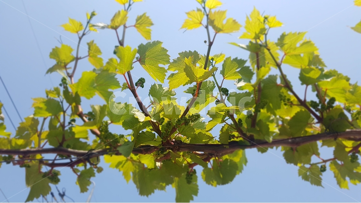 꽃,5월,식물,포도,하늘,식물,자연,plants,nature