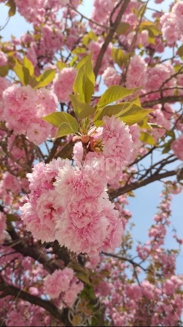 겹벗꽃,분홍색,봄,꽃송이,복사,식물,자연,나무,봄바람,나뭇잎,꽃봉우리,봄,계절,spring,season,식물,자연,plants,nature,꽃,flower,plant,blossom,cherry blossom,벚꽃
