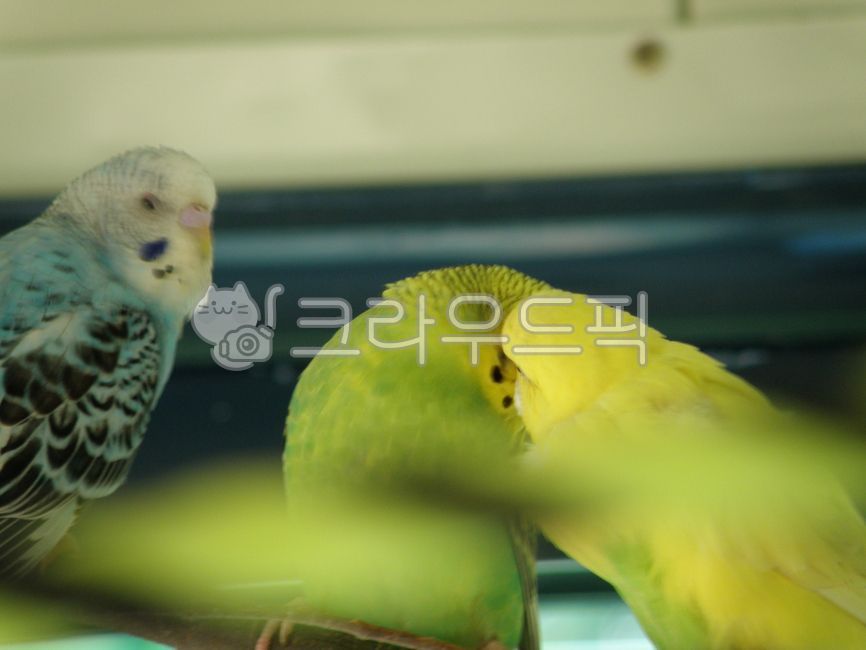 animal, 잉꼬, 동물, parrot, bird, 사진,이미지,일러스트,캘리그라피 - q1max작가