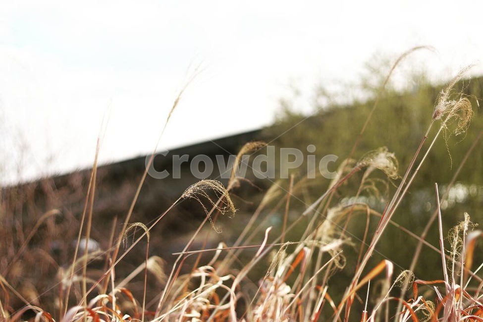 봄,갈대,바람,흔들흔들,고요함,가을,계절,fall,autumn,season,식물,자연,plants,nature,plant,grass,잔디,lawn,reed