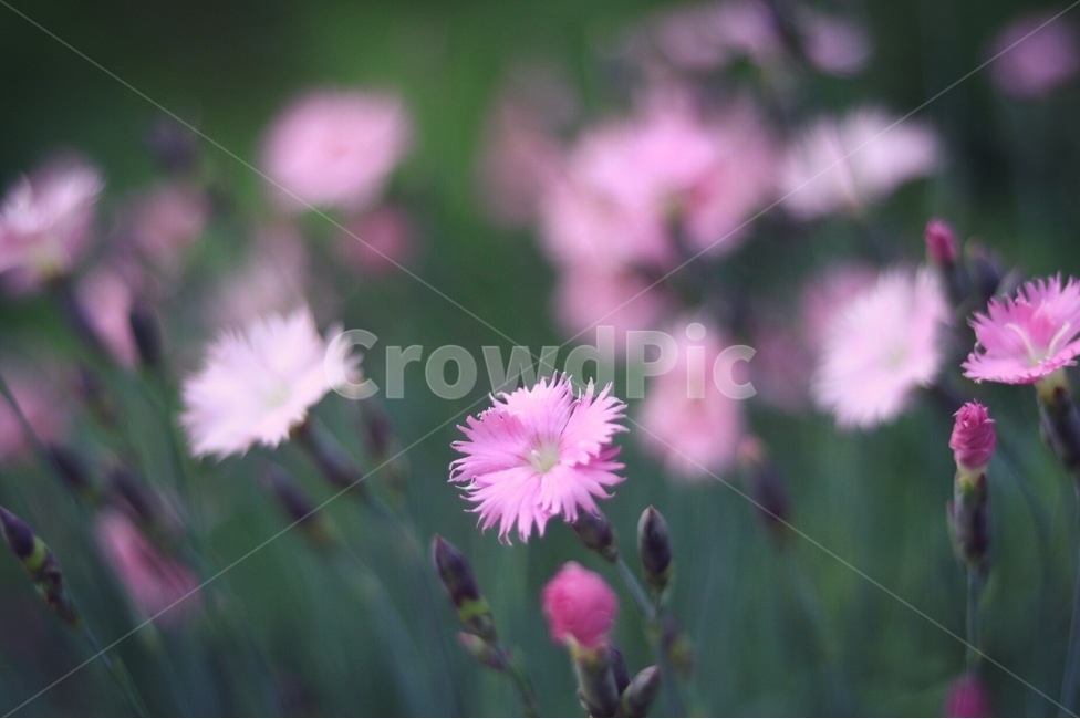 봄,꽃,핑크,감성,flower,봄,계절,spring,season,식물,자연,plants,nature,꽃,flower,plant,blossom