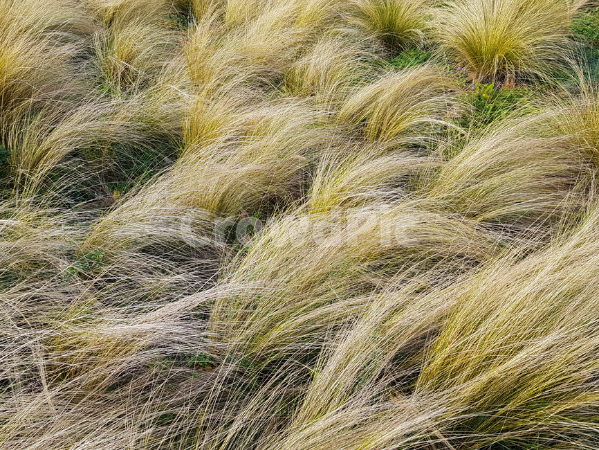 들,들판,억새,갈대,들녘,plant,grass,잔디
