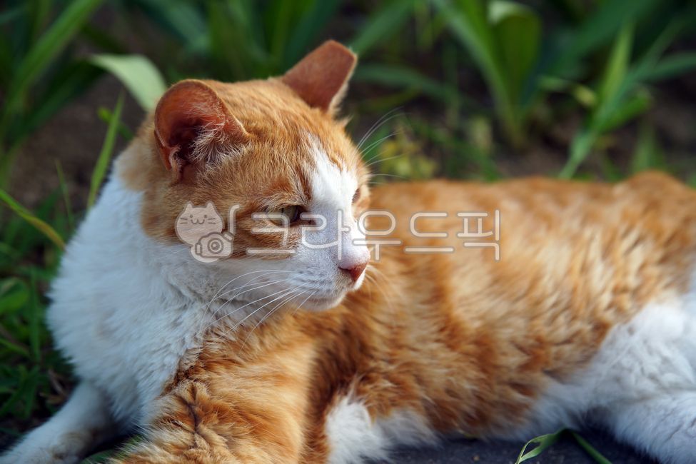 stray cat,cat,animal,pet