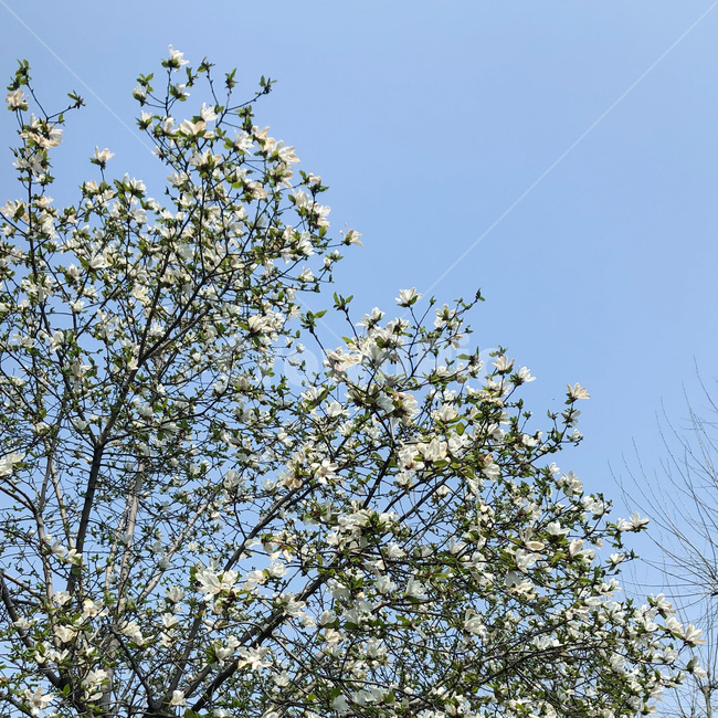 목련,하늘,꽃,봄,spring,flower,sky