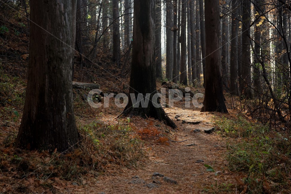 초겨울,숲,메타세콰이어,나무,자연,woods,forest,nature,trail,latefall,walkway,trees,season,stroll,park,sunshine,그림자,shadow,식물,자연,plants,nature,나무,trees,wood