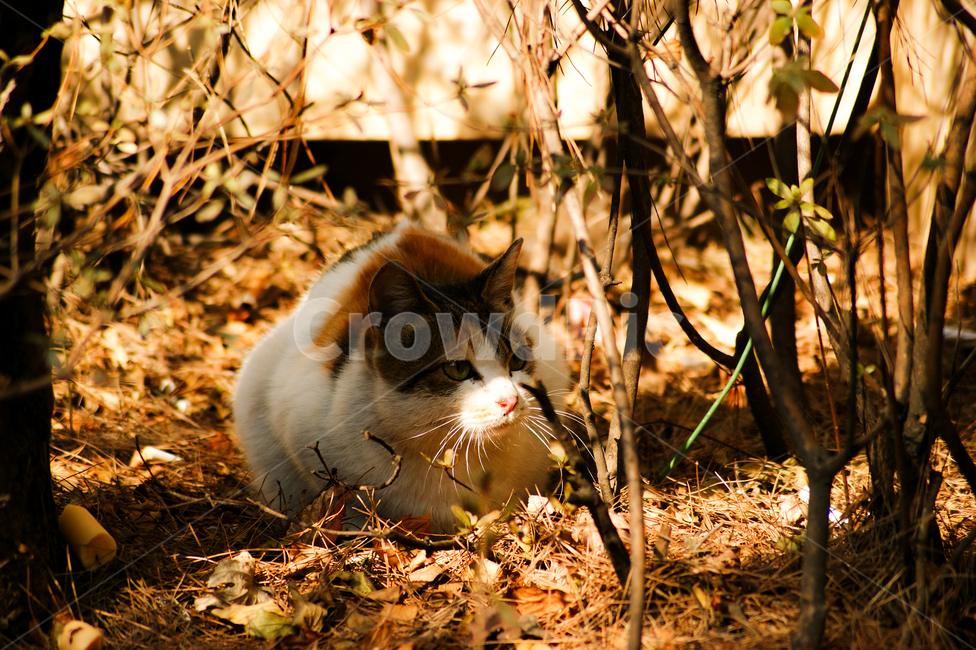 고양이,동물,포유류,길냥이,cat,animal,pet,동물,animal,포유류,mammal,고양이,cat,kitten,kitty