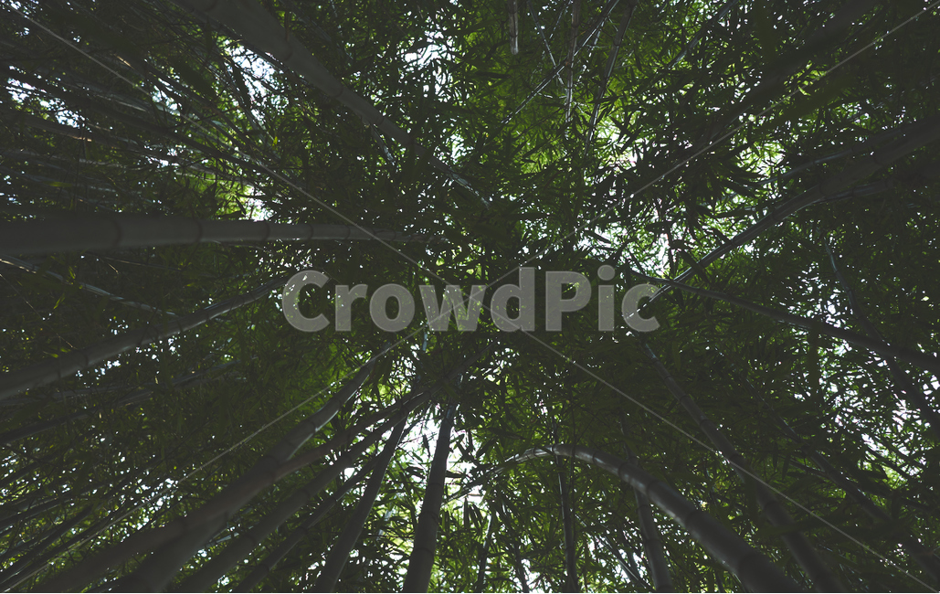 대나무,숲,숲속,나무,plant,식물,식물,자연,plants,nature,나무,trees,wood