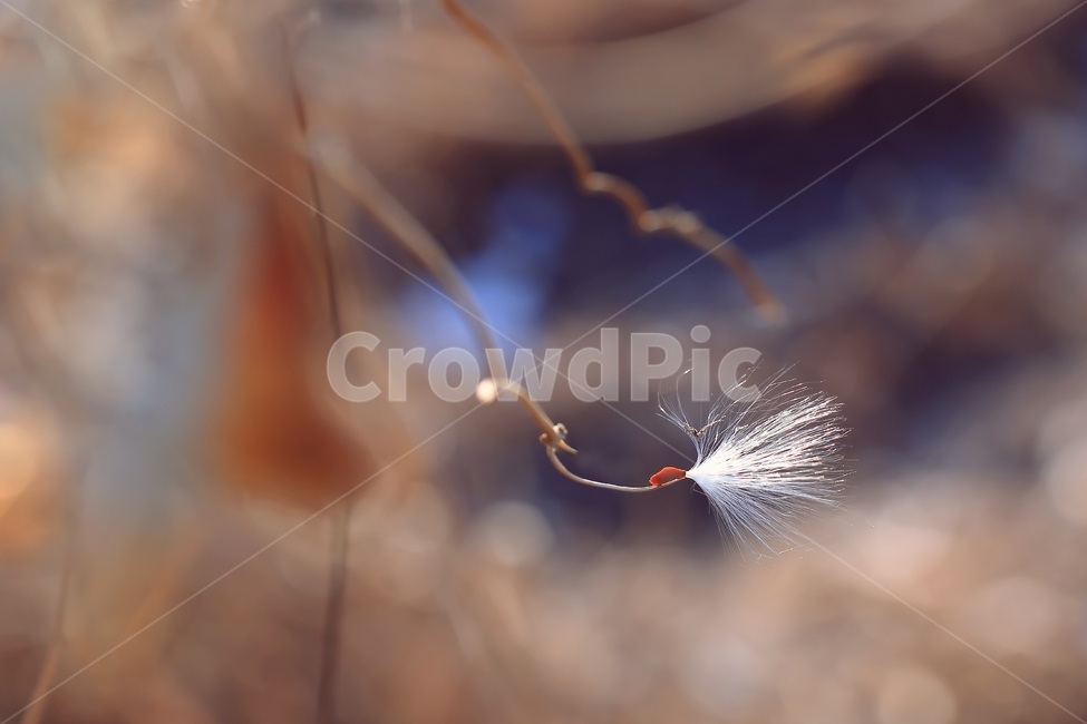 박주가리,milkweed,홀씨,씨앗,종자,식물,seed,자연,plants,nature,야생화,wildflower,식물,자연,plants,nature
