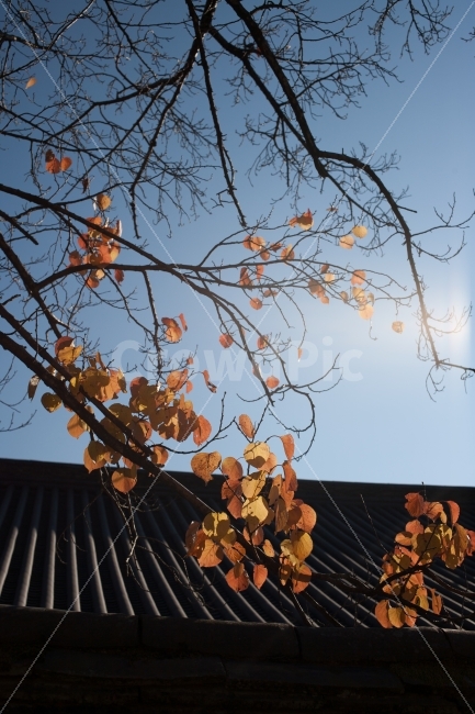 단풍,단풍잎,경주,불국사,가을,하늘,가을,계절,fall,autumn,season,한국전통,한국문화,korean traditional,korean culture,건축물,건물외관,exterior,building,structure,architecture,construction,plant,식물