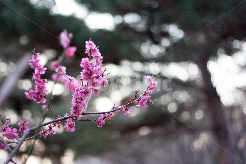 매화,홍매화,매화꽃,매화나무,분홍매화,봄꽃,봄,봄날,화단,봄화단꽃,자연,식물,plants,nature,flower,spring,아웃포커싱,공원,봄,계절,spring,season,식물,자연,plants,nature,꽃,flower,plant,blossom