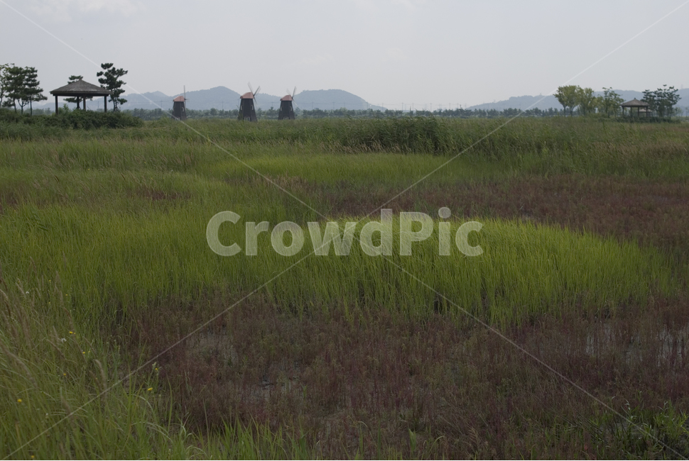 여름,녹색,풀,풍경,포구,나무,자연,풍경,nature,landscape,field,들,grassland,목초지,outdoors,옥외,grass,잔디,plant,식물