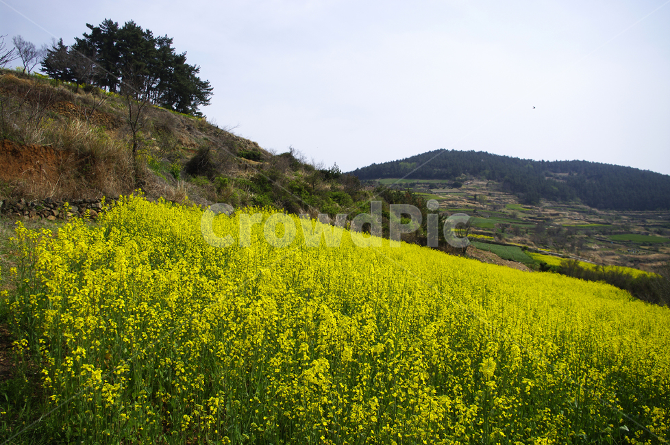 유채꽃,꽃밭,꽃,flower,계절,봄,spring,하늘,풍경,봄,계절,spring,season,자연,풍경,nature,landscape,grassland,목초지,outdoors,옥외,field,들
