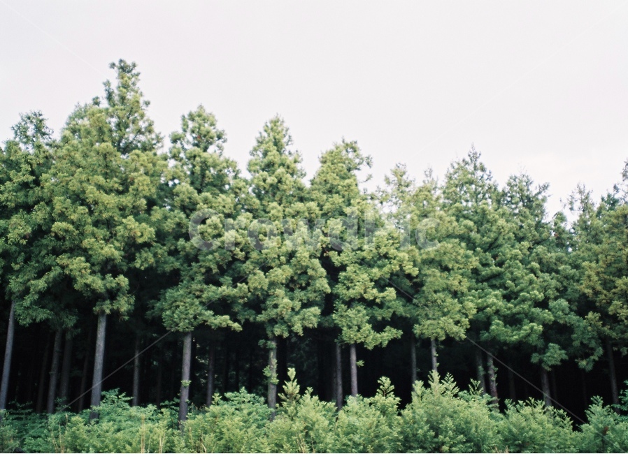 제주도,숲,자연,풍경,나무,자연,풍경,nature,landscape,한국자연풍경,한국자연경관,korea nature landscape,제주도,jeju,jeju island,식물,plants,나무,trees,wood,감성,sensible,feeling,휴식,힐링,rest,relaxation,healing,tree,plant,conifer,구과 식물