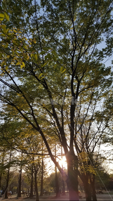 나무,공원,햇빛,풍경,자연,식물,푸른,식물,자연,plants,nature,나무,trees,wood