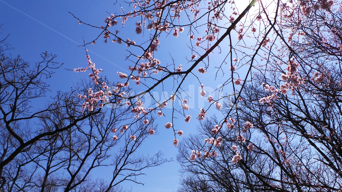 벚꽃,벚나무,봄,blossom,꽃