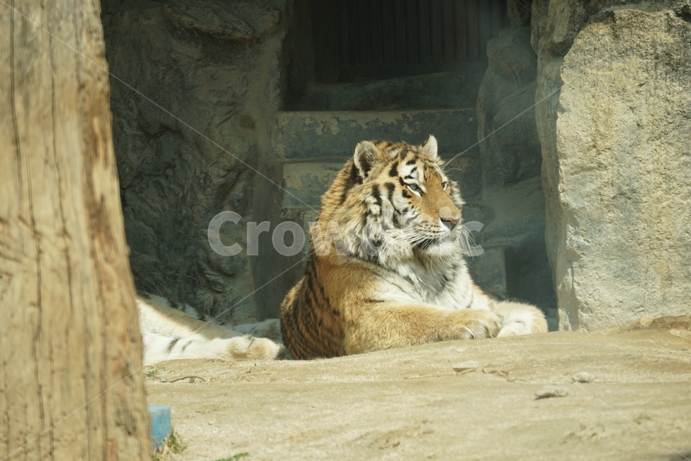 동물,동물원,공원,호랑이,육식동물,동물,animal,포유류,mammal