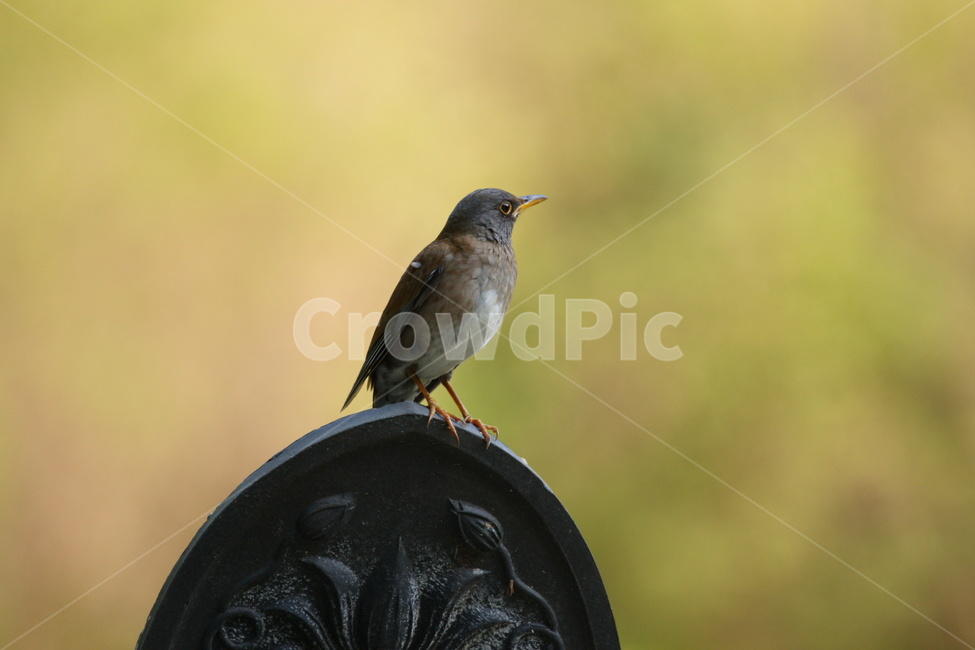흰배지빠귀,조류,사찰,기와,새,동물,animal,조류,새,birds