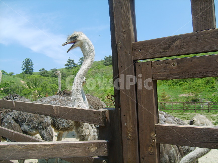 동물,타조,타조들,새,화난,animal,algae,bluesky,bird,ostrich,동물,animal,조류,새,birds