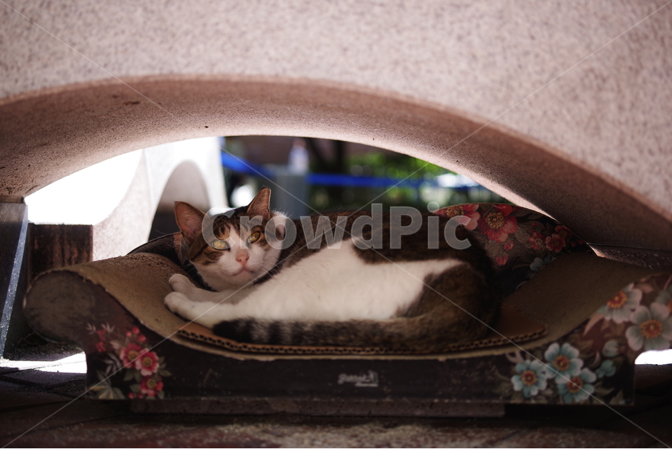 고양이,길고양이,동물,길냥이,애완동물,생명,자연,미묘,야생동물,cat,kitty,kitten,cute,lovely,adorable,pet,animal,streetcat,straycat,wildcat,wild,동물,animal,포유류,mammal,고양이,cat,kitten,kitty